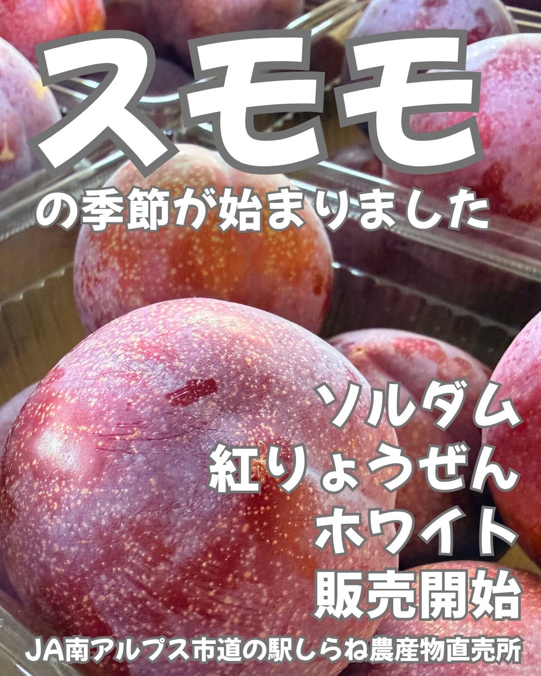 Post 6 by 道の駅しらね農産物直売所🍑JA南アルプス市運営🍇 on Instagram (image)