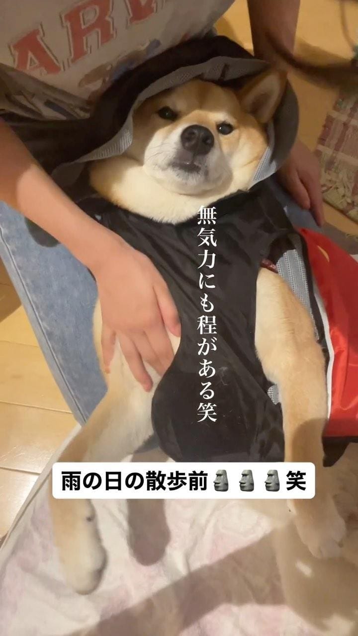 Post 8 by 柴犬 ロック🐾ROCK on Instagram (video)