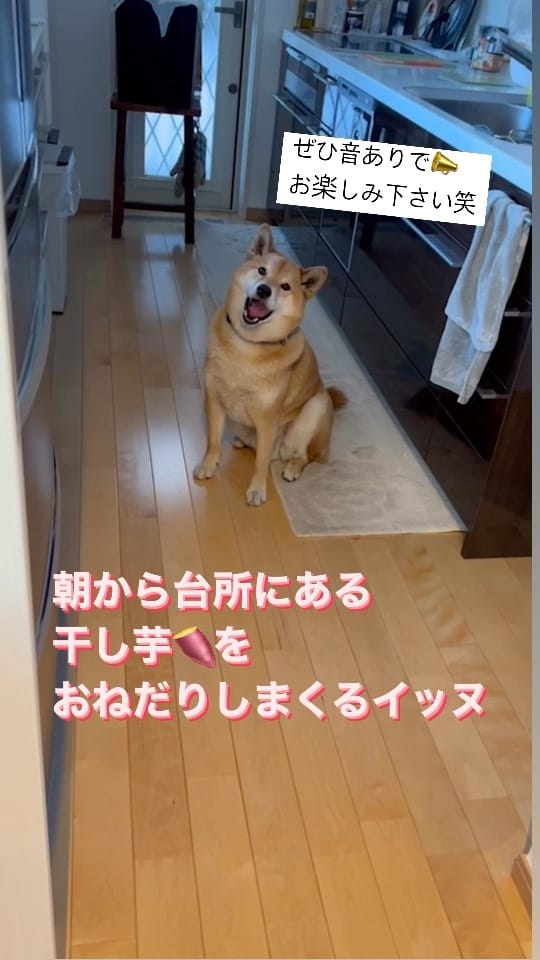 Post 10 by 柴犬 ロック🐾ROCK on Instagram (video)