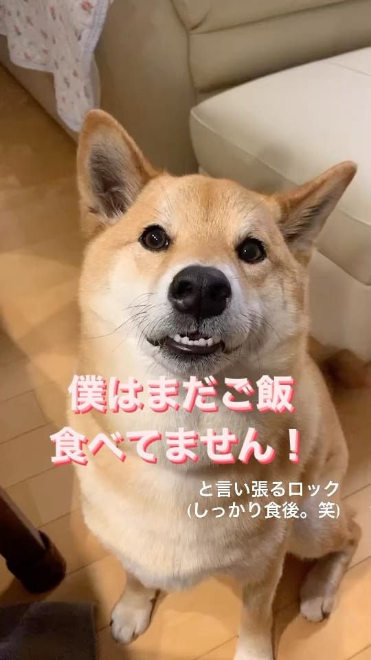 Post 9 by 柴犬 ロック🐾ROCK on Instagram (video)