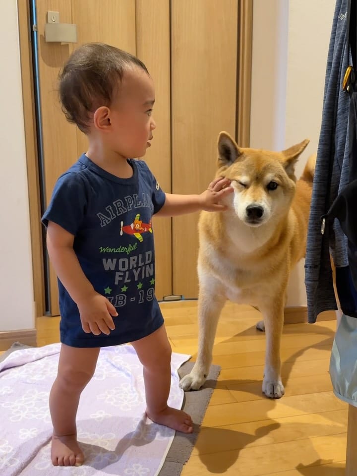 Post 7 by 柴犬 ロック🐾ROCK on Instagram (carousel)