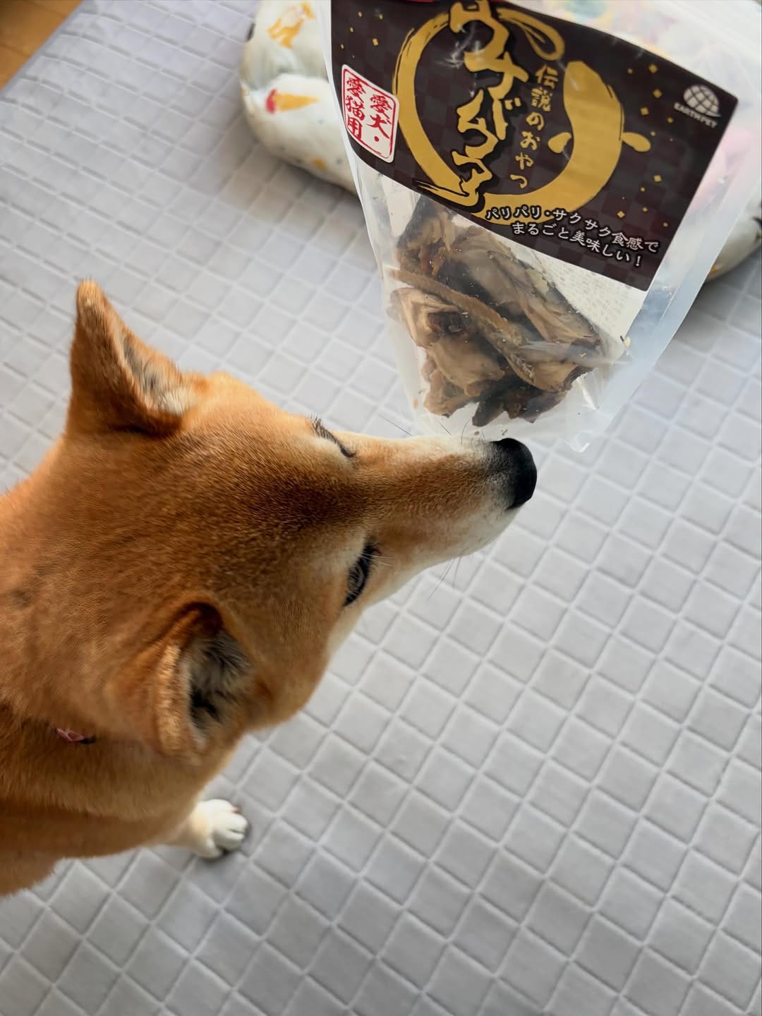 Post 2 by 柴犬 ロック🐾ROCK on Instagram (carousel)