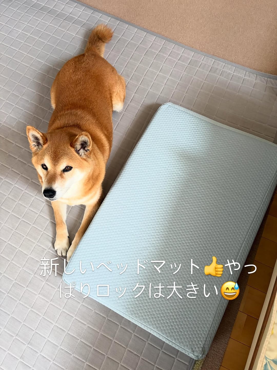 Post 4 by 柴犬 ロック🐾ROCK on Instagram (carousel)