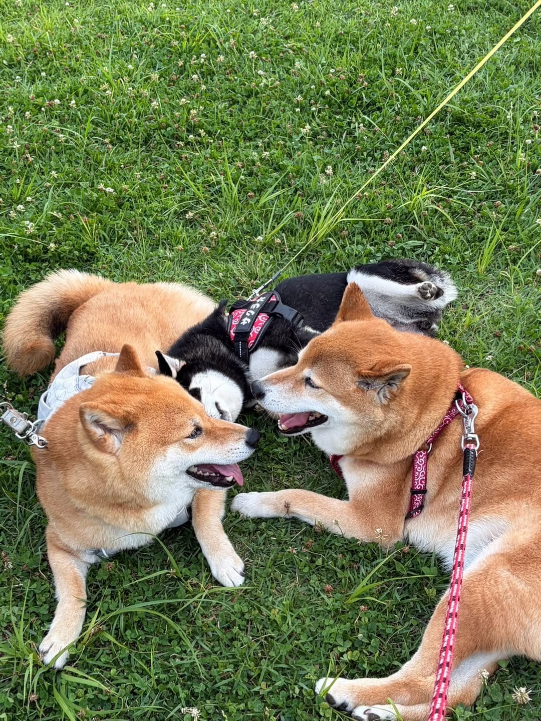 Post 1 by 柴犬 ロック🐾ROCK on Instagram (carousel)