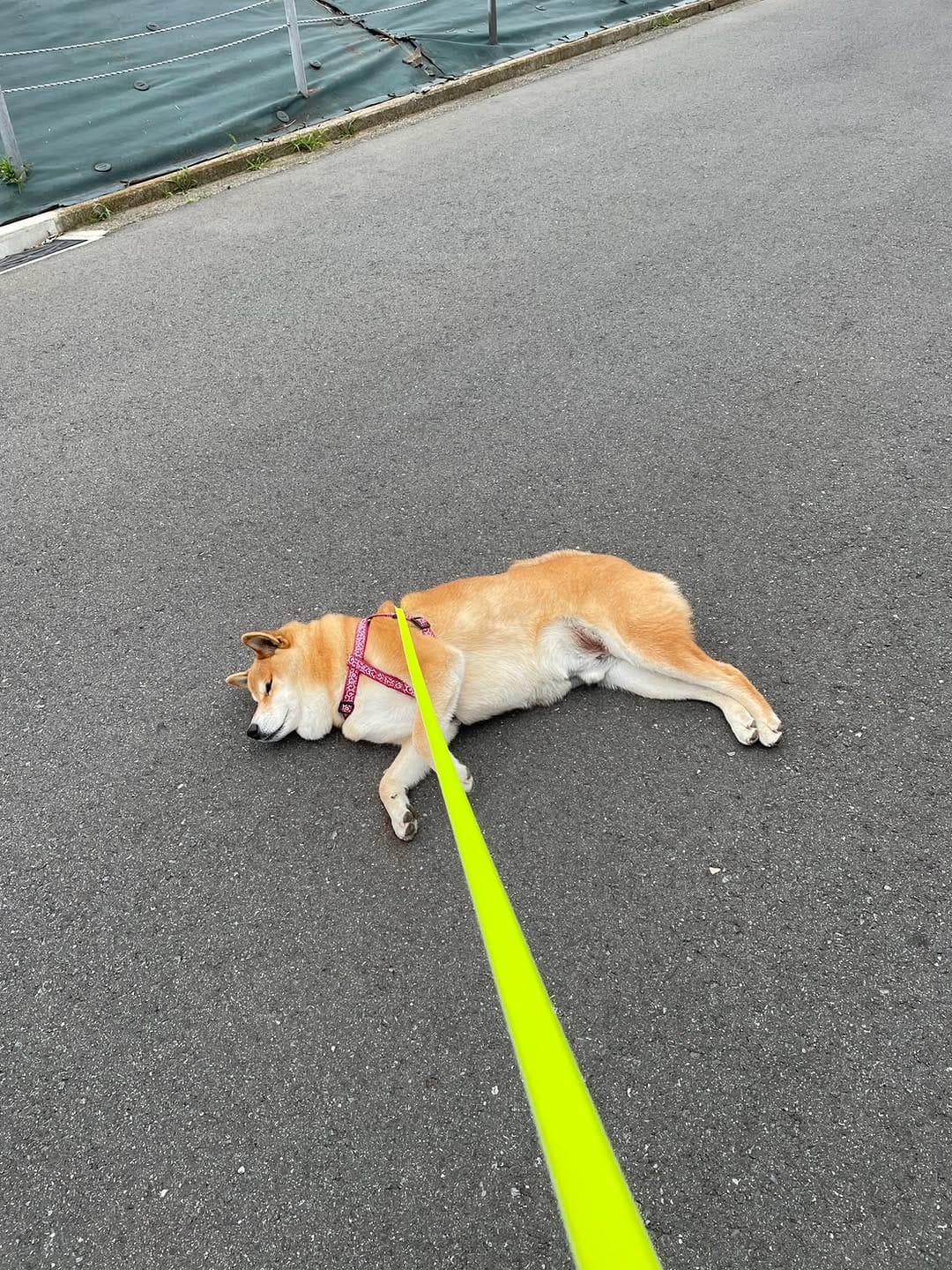 Post 5 by 柴犬 ロック🐾ROCK on Instagram (carousel)