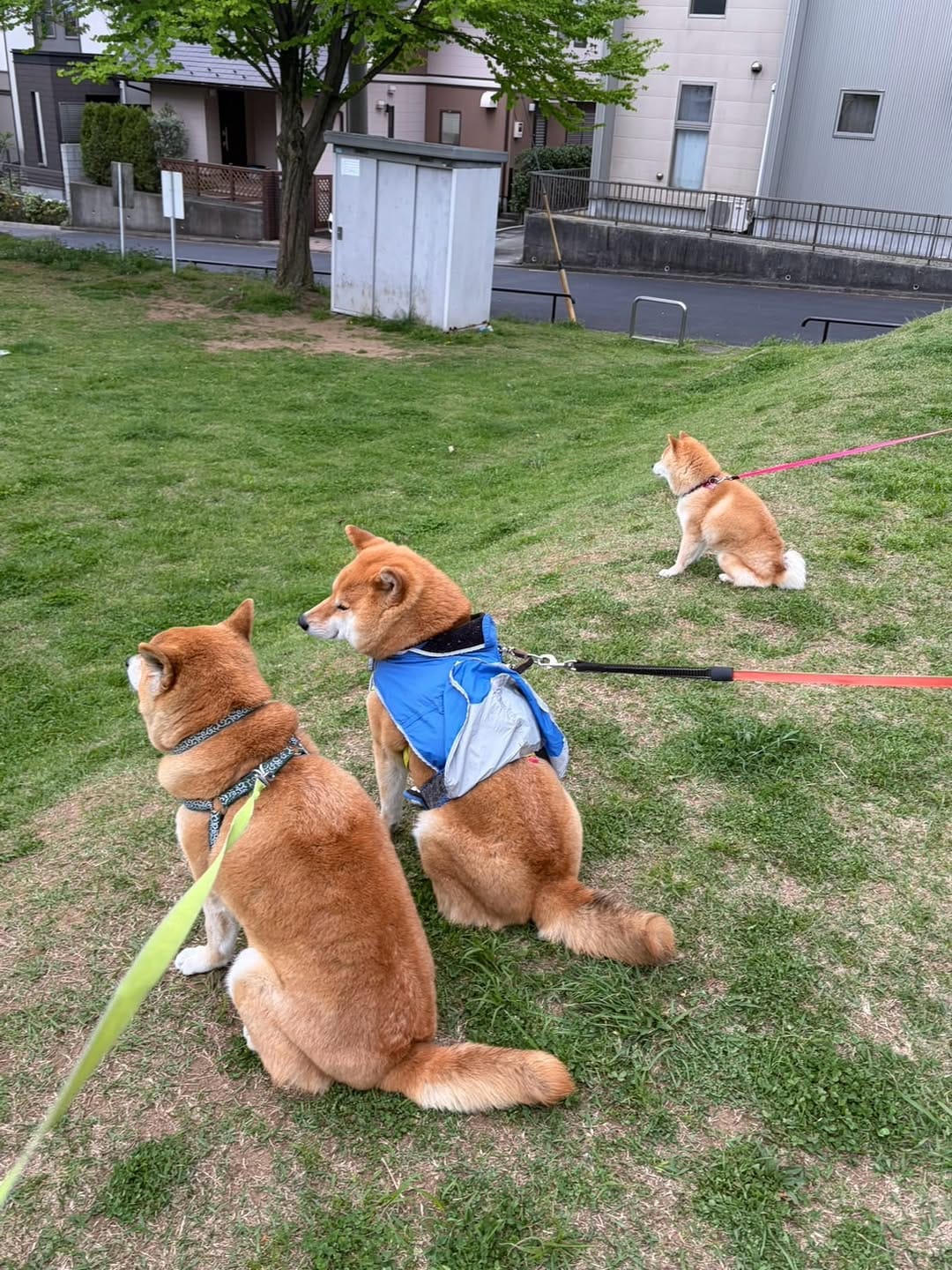 Post 3 by 柴犬 ロック🐾ROCK on Instagram (carousel)