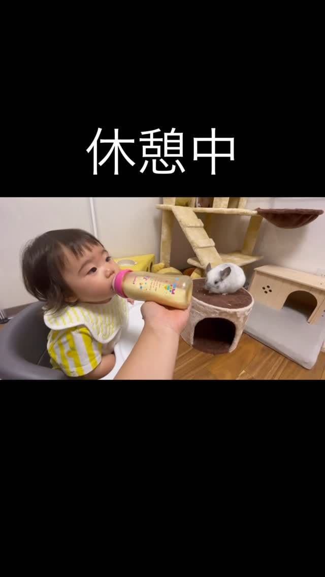 Post 2 by チンチラのもふもふ on Instagram (video)