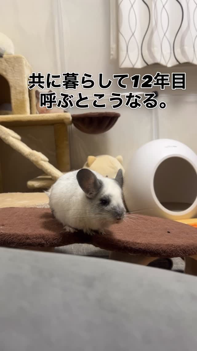 Post 7 by チンチラのもふもふ on Instagram (video)