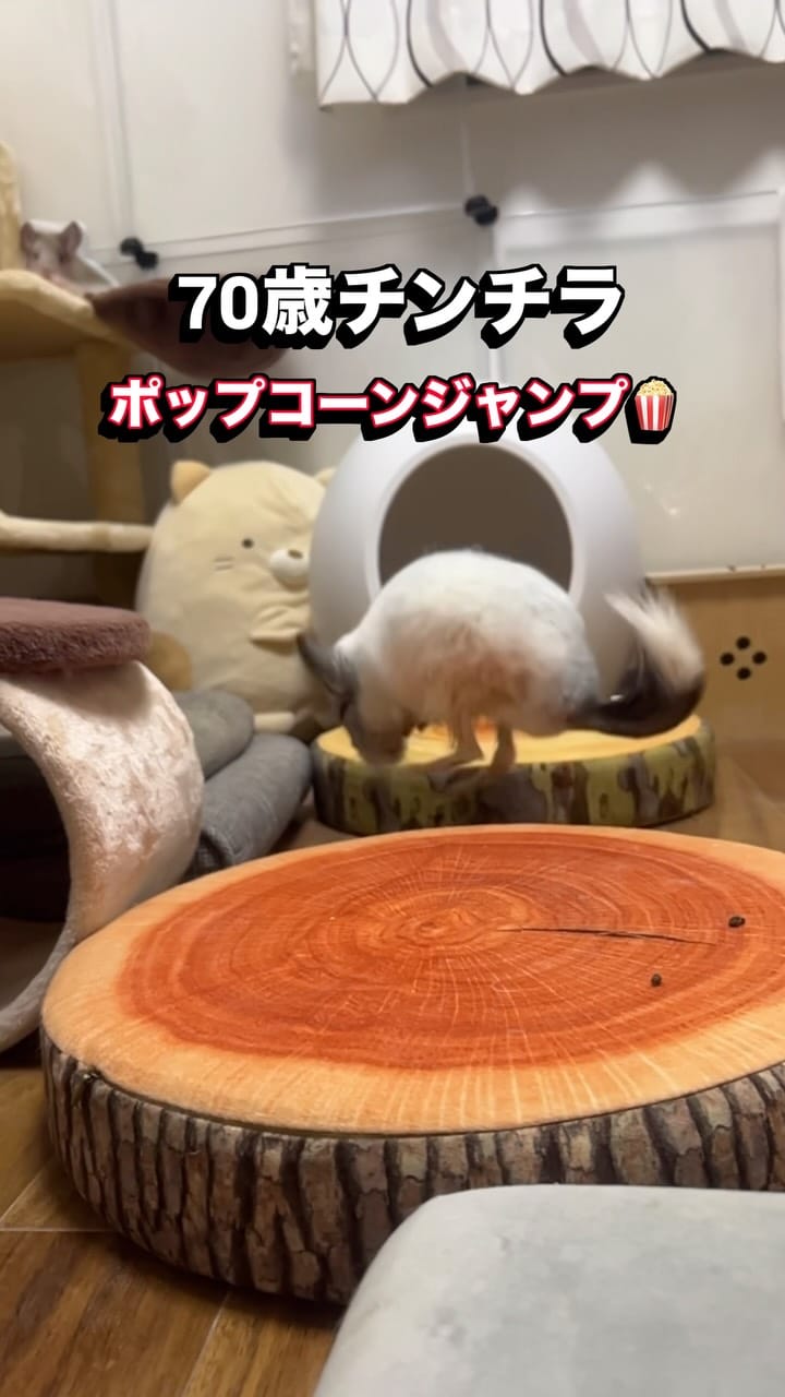 Post 1 by チンチラのもふもふ on Instagram (video)