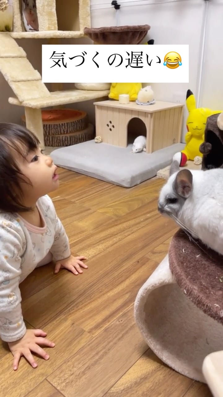 Post 10 by チンチラのもふもふ on Instagram (video)