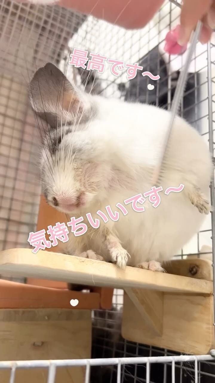 Post 8 by チンチラのもふもふ on Instagram (video)