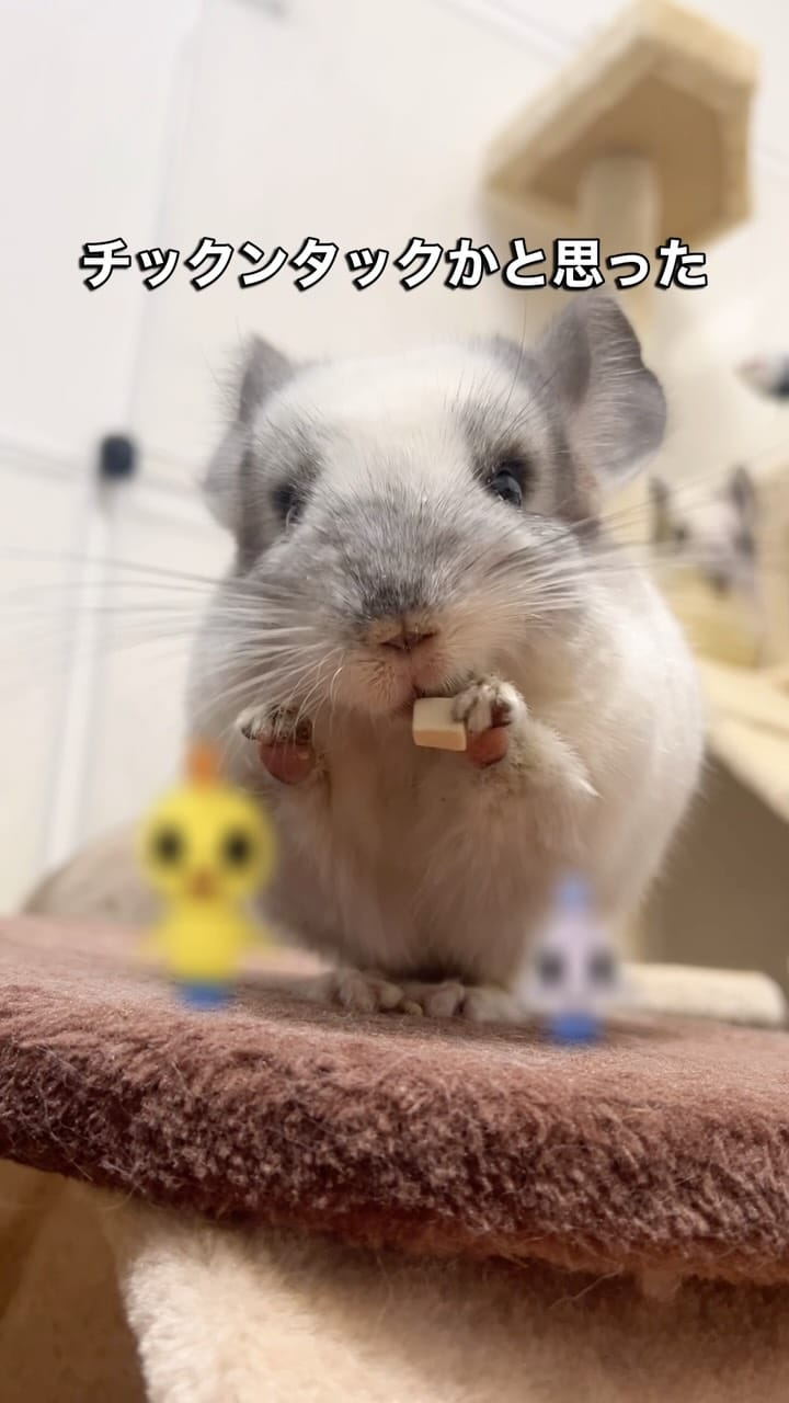 Post 5 by チンチラのもふもふ on Instagram (video)