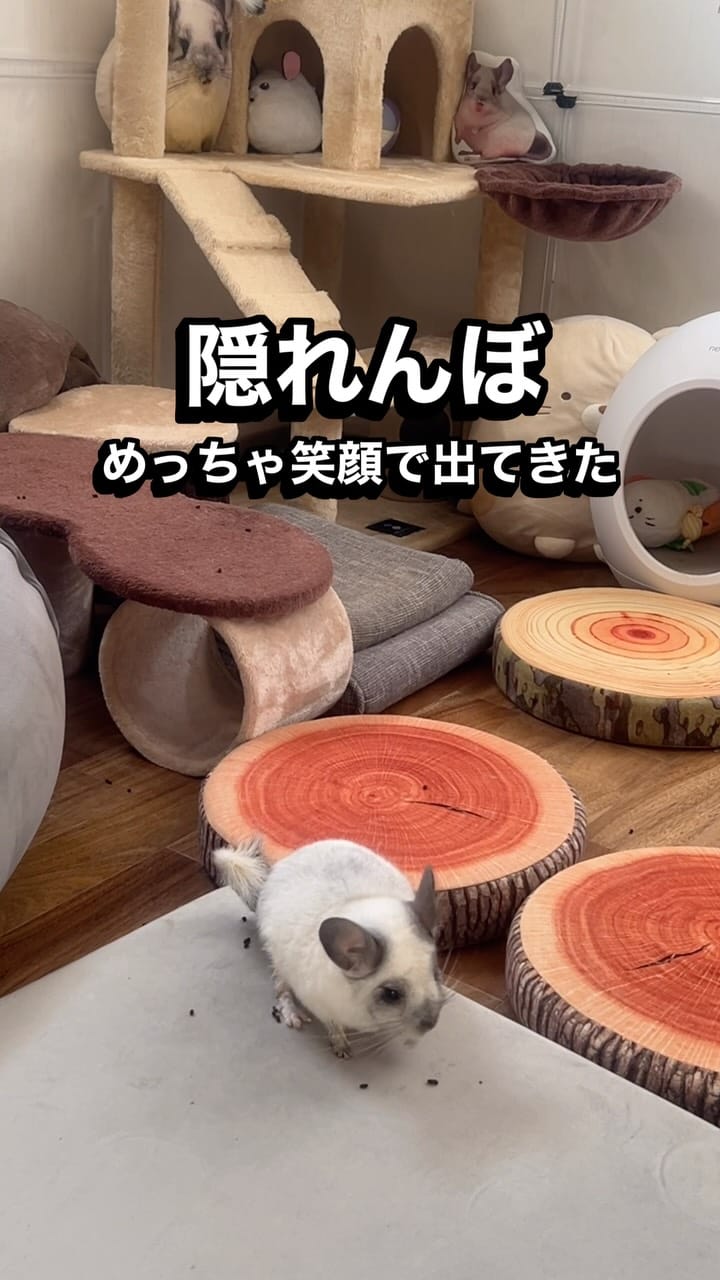 Post 3 by チンチラのもふもふ on Instagram (video)