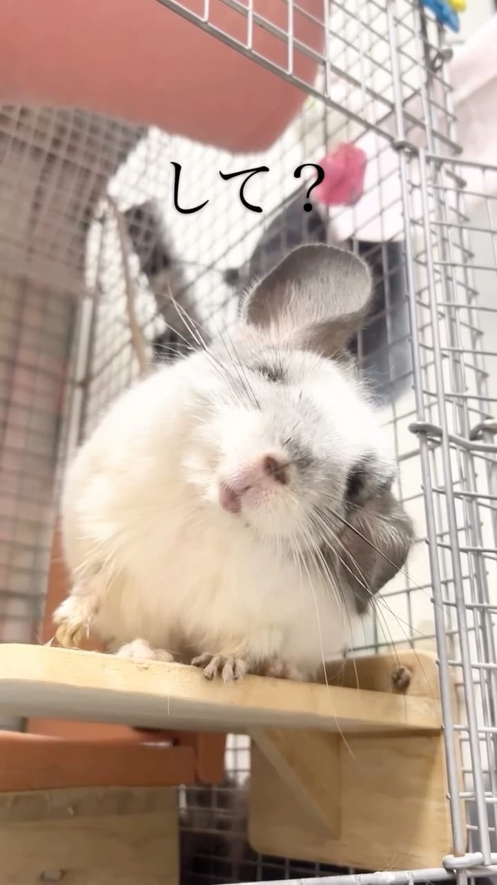 Post 6 by チンチラのもふもふ on Instagram (video)