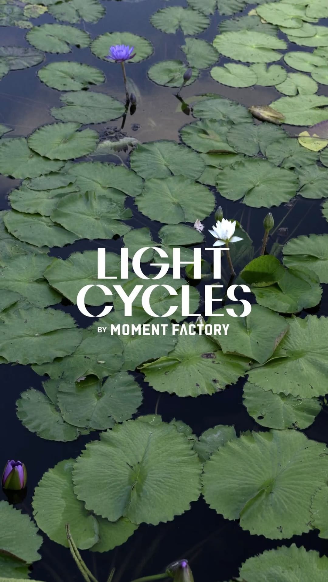 Post 9 by LIGHT CYCLES KYOTO｜ライトサイクル京都 on Instagram (video)
