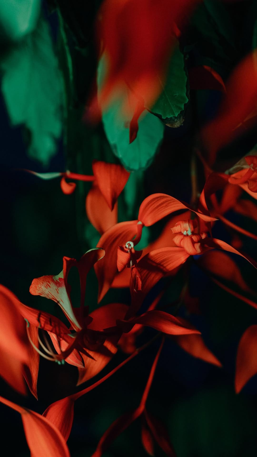 Post 7 by LIGHT CYCLES KYOTO｜ライトサイクル京都 on Instagram (video)