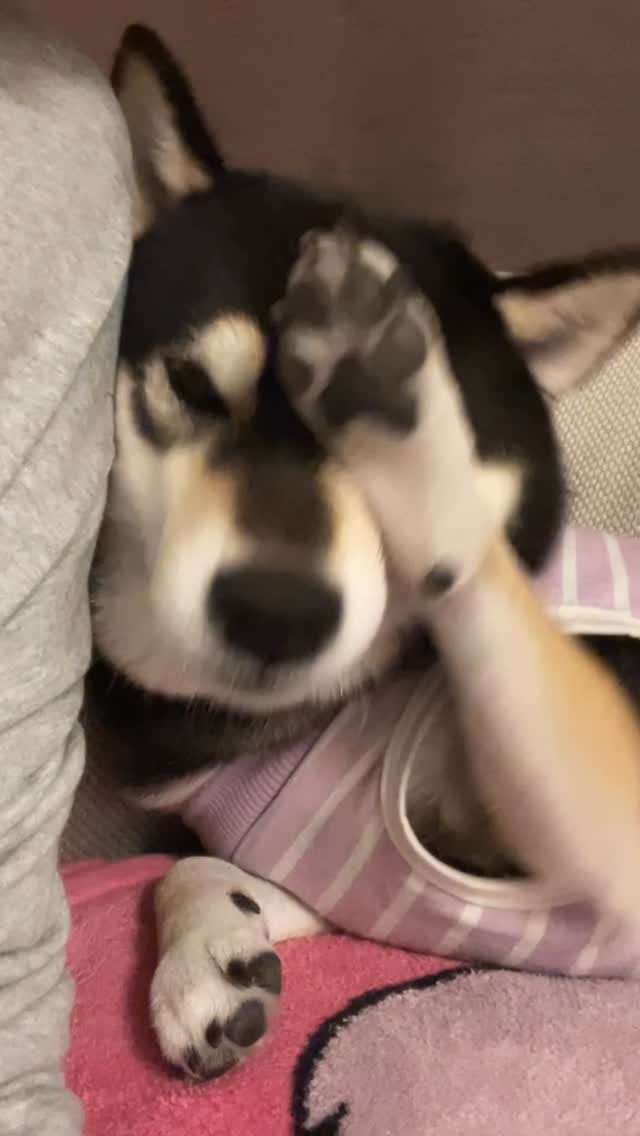 Post 1 by 黒豆柴のネモ　Mameshiba Nemo on Instagram (video)