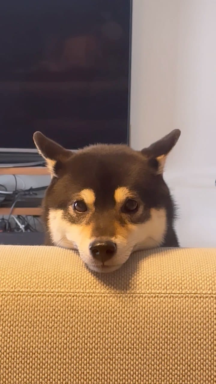 Post 8 by 黒豆柴のネモ　Mameshiba Nemo on Instagram (video)