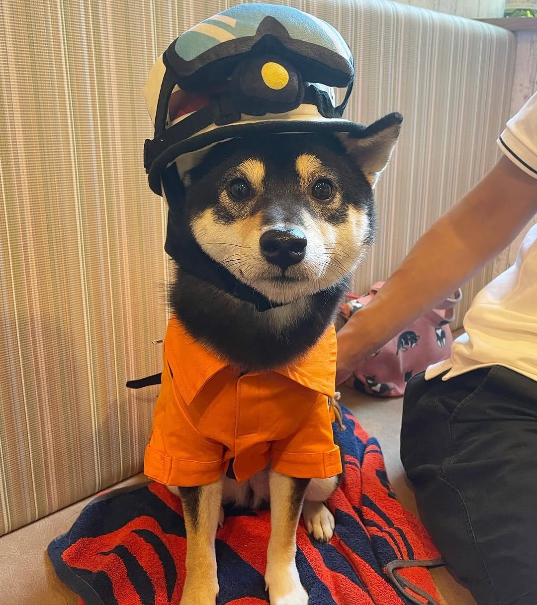 Post 10 by 黒豆柴のネモ　Mameshiba Nemo on Instagram (carousel)