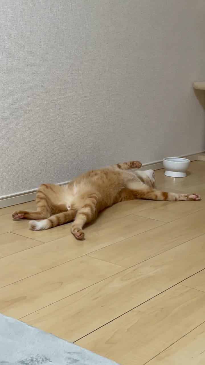 Post 9 by うにぼん on Instagram (video)