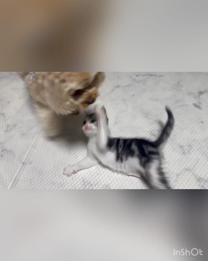Post 1 by ℕ𝕠𝕚𝕣🖤&𝕃𝕦𝕟𝕒🌙　キャバプー兄妹 on Instagram (video)