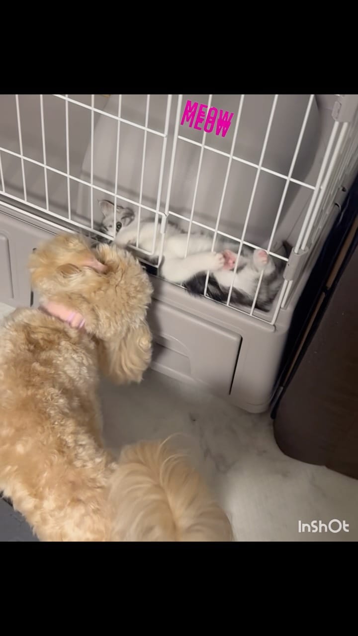 Post 3 by ℕ𝕠𝕚𝕣🖤&𝕃𝕦𝕟𝕒🌙　キャバプー兄妹 on Instagram (video)