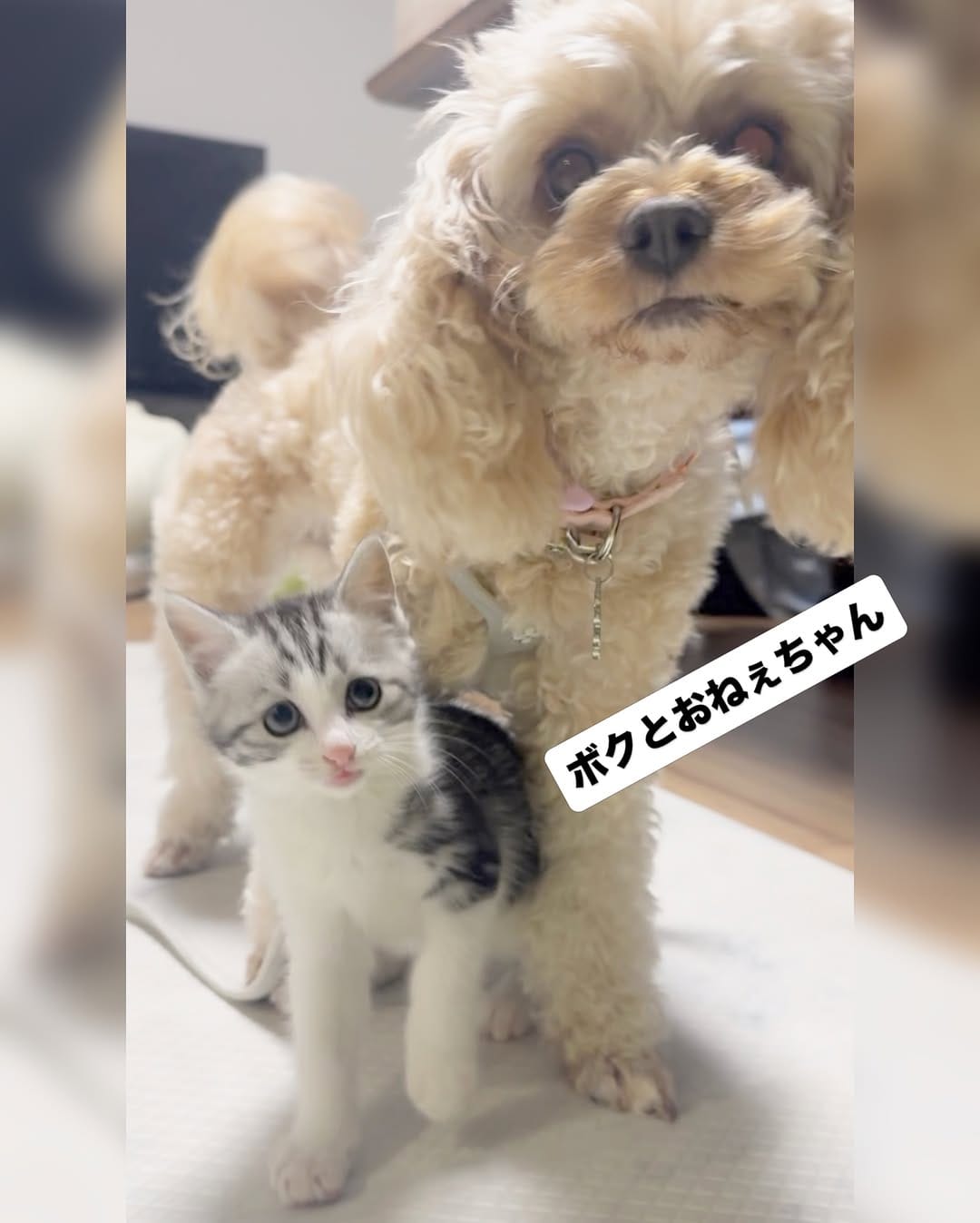Post 2 by ℕ𝕠𝕚𝕣🖤&𝕃𝕦𝕟𝕒🌙　キャバプー兄妹 on Instagram (image)