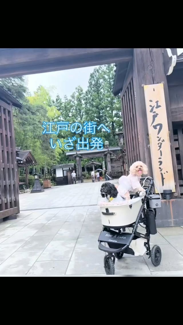 Post 7 by ℕ𝕠𝕚𝕣🖤&𝕃𝕦𝕟𝕒🌙　キャバプー兄妹 on Instagram (video)