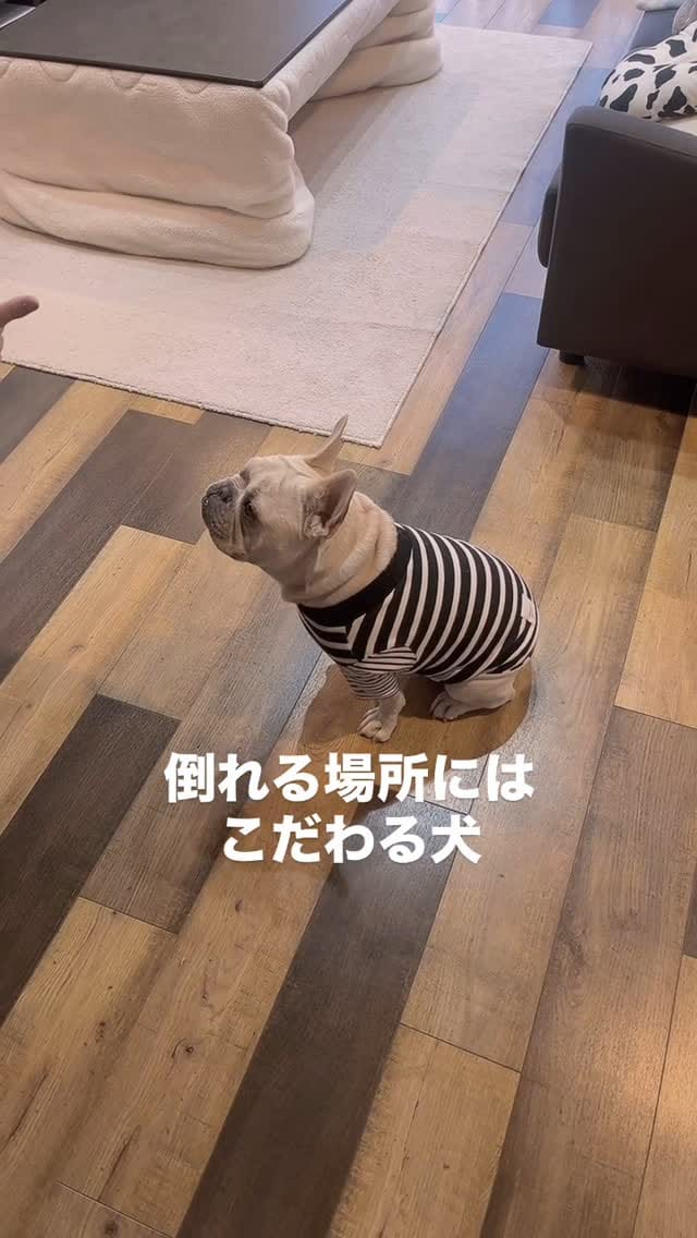Post 8 by フレブルkomatsukun on Instagram (video)