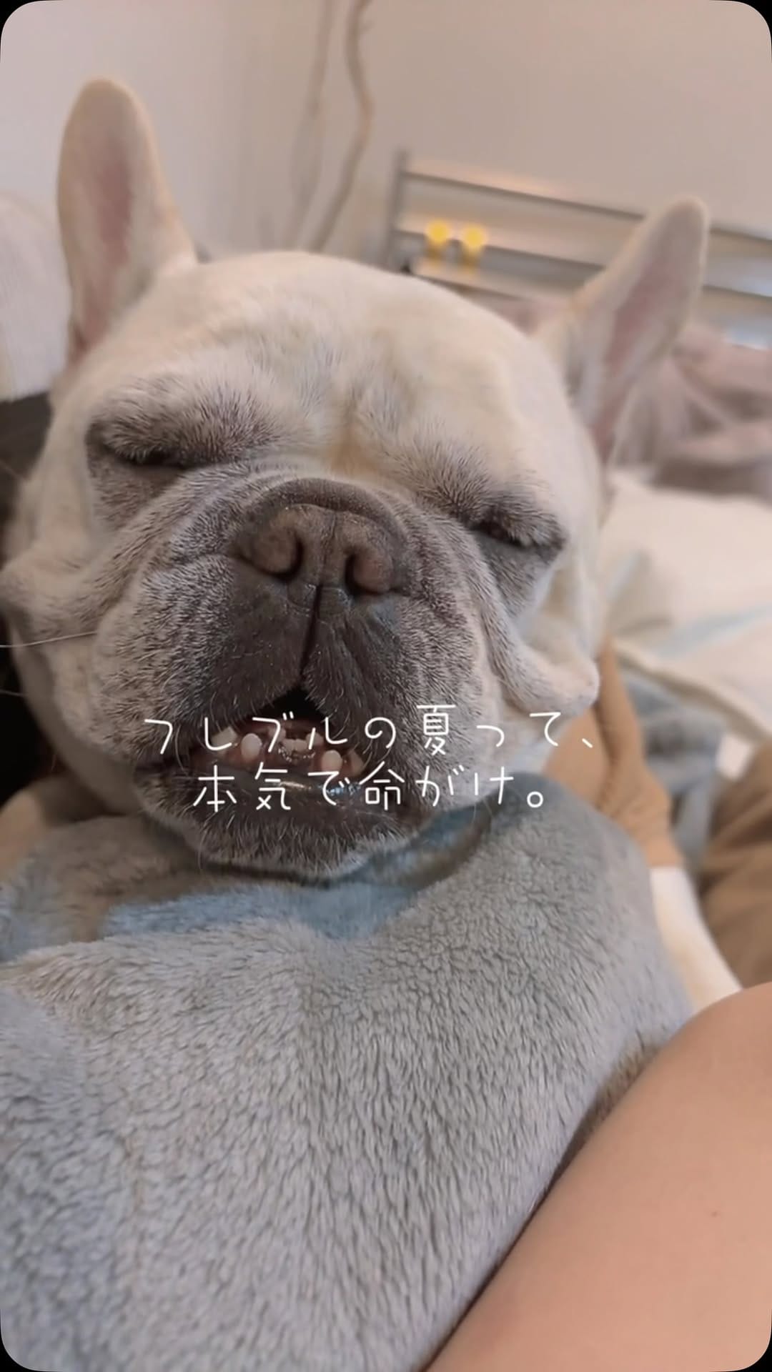 Post 1 by フレブルkomatsukun on Instagram (video)