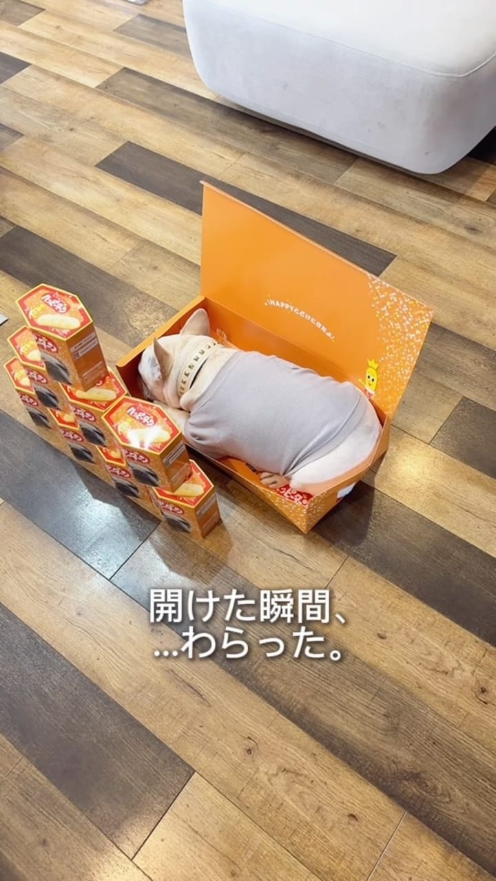 Post 6 by フレブルkomatsukun on Instagram (video)