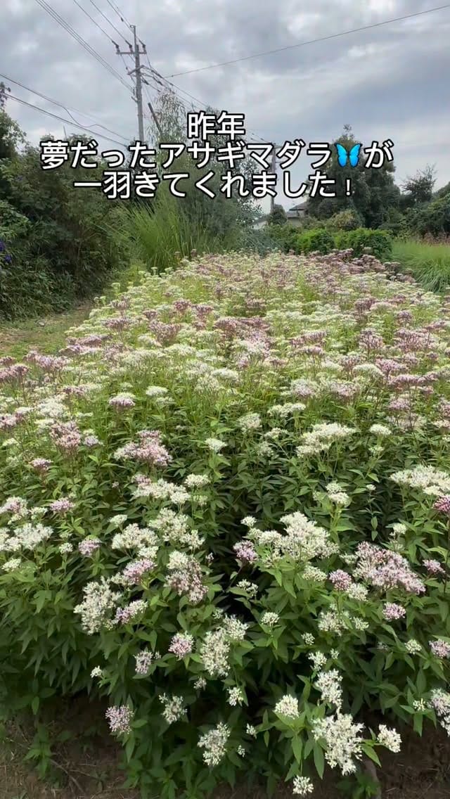 Post 6 by 柴田敬子 on Instagram (video)