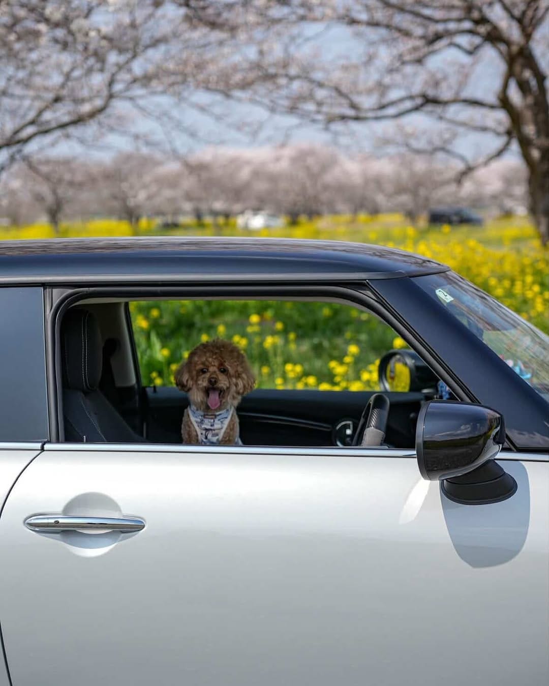 Post 8 by MINI Japan on Instagram (carousel)