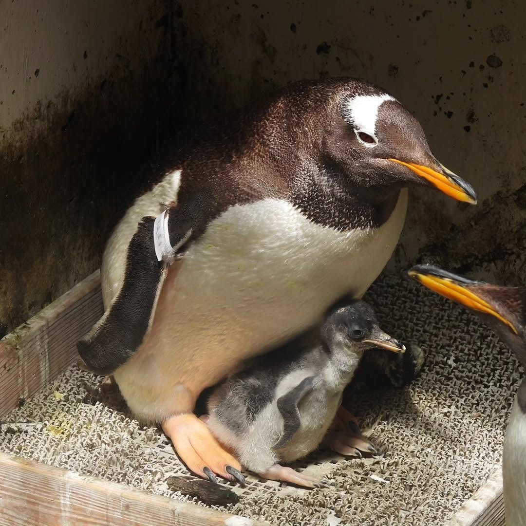 Post 1 by おたる水族館 on Instagram (image)