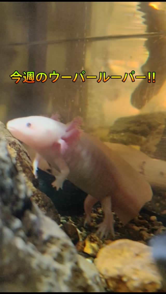 Post 10 by おたる水族館 on Instagram (video)