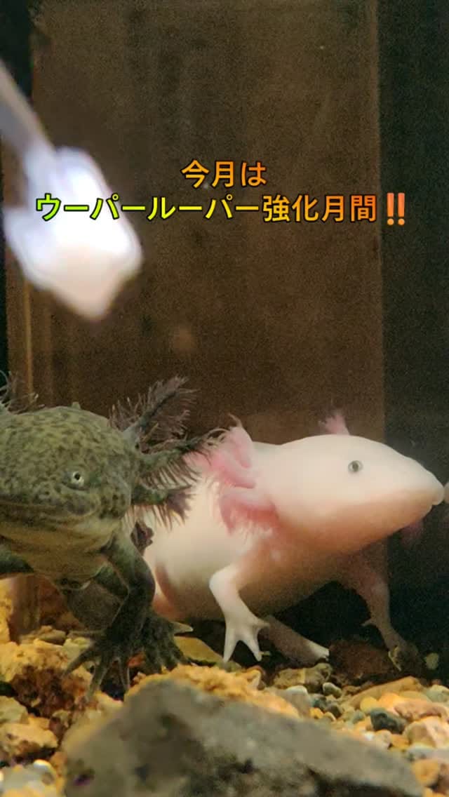 Post 7 by おたる水族館 on Instagram (video)
