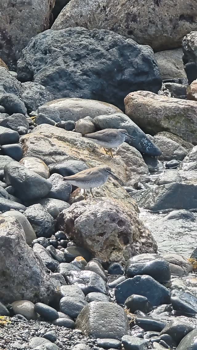 Post 4 by おたる水族館 on Instagram (video)