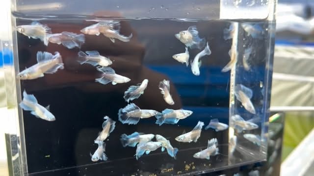 Post 7 by メダカ屋サバンナ on Instagram (video)