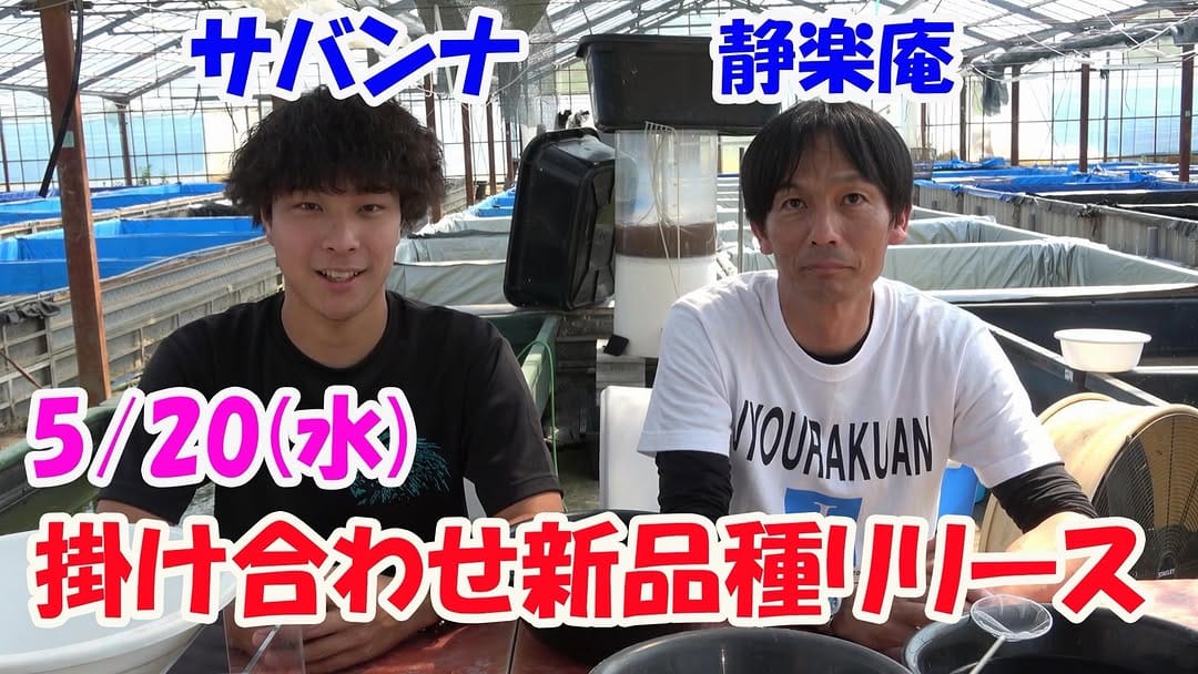 Post 4 by メダカ屋サバンナ on Instagram (image)