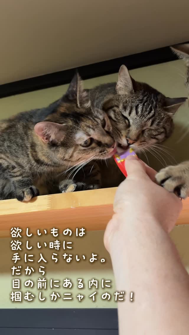 Post 8 by NPO法人フリースクールゆきレオ＆保護猫施設　ゆきレオ保育園 on Instagram (video)