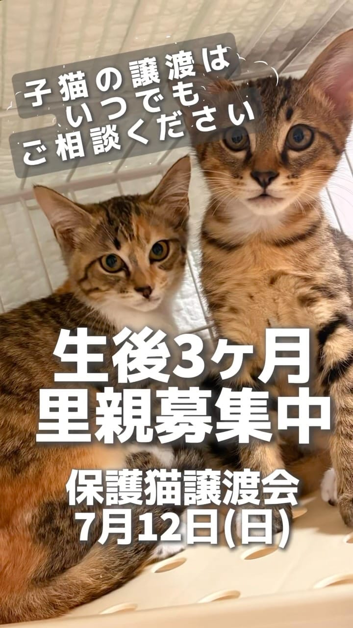 Post 2 by NPO法人フリースクールゆきレオ＆保護猫施設　ゆきレオ保育園 on Instagram (video)