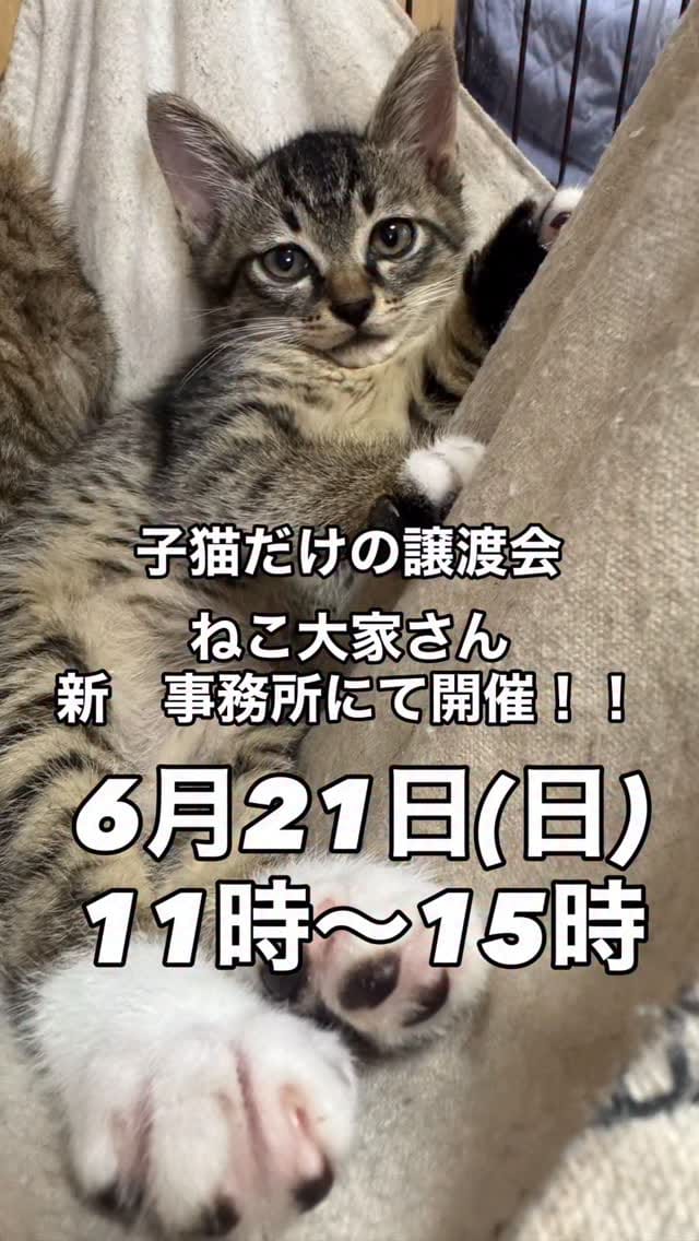 Post 6 by NPO法人フリースクールゆきレオ＆保護猫施設　ゆきレオ保育園 on Instagram (video)