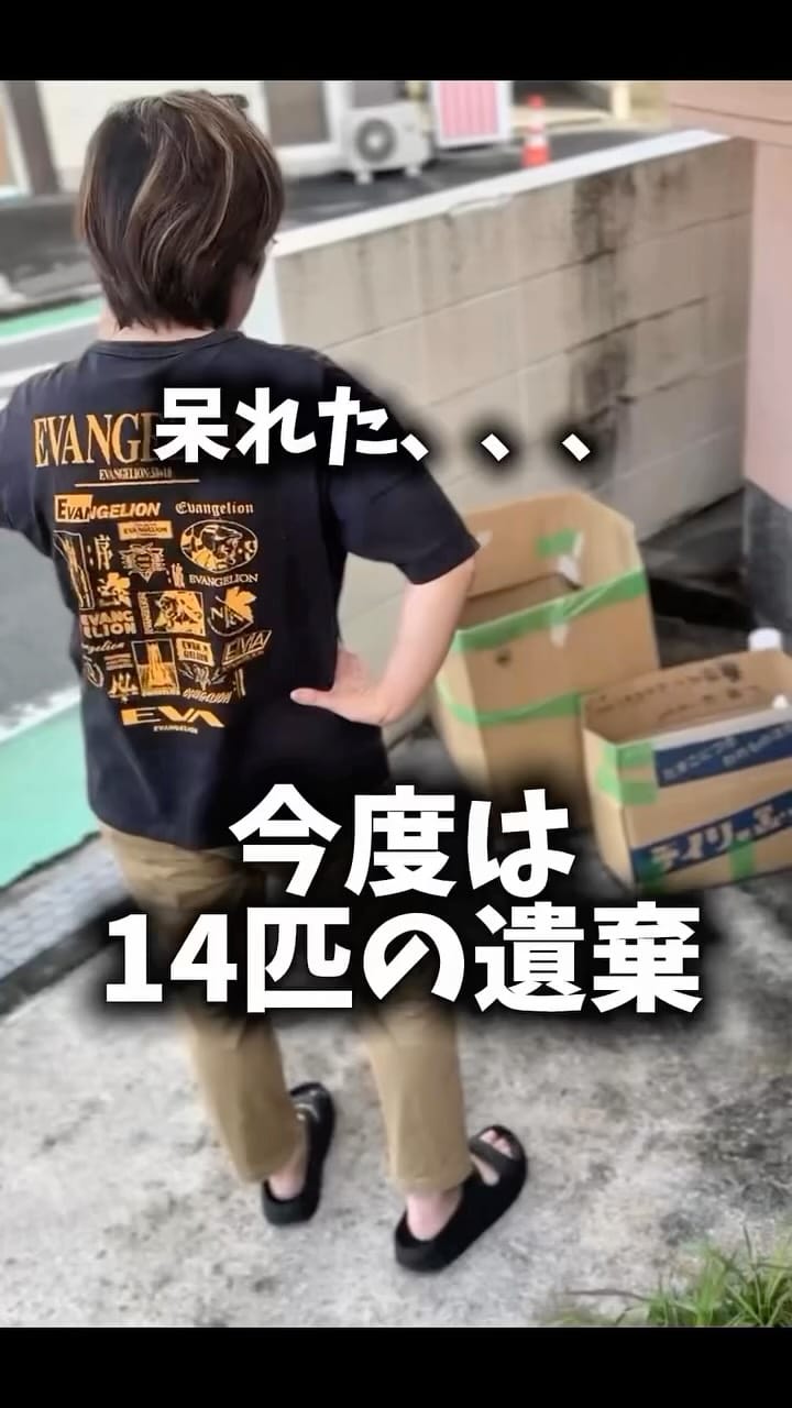 Post 9 by NPO法人フリースクールゆきレオ＆保護猫施設　ゆきレオ保育園 on Instagram (video)
