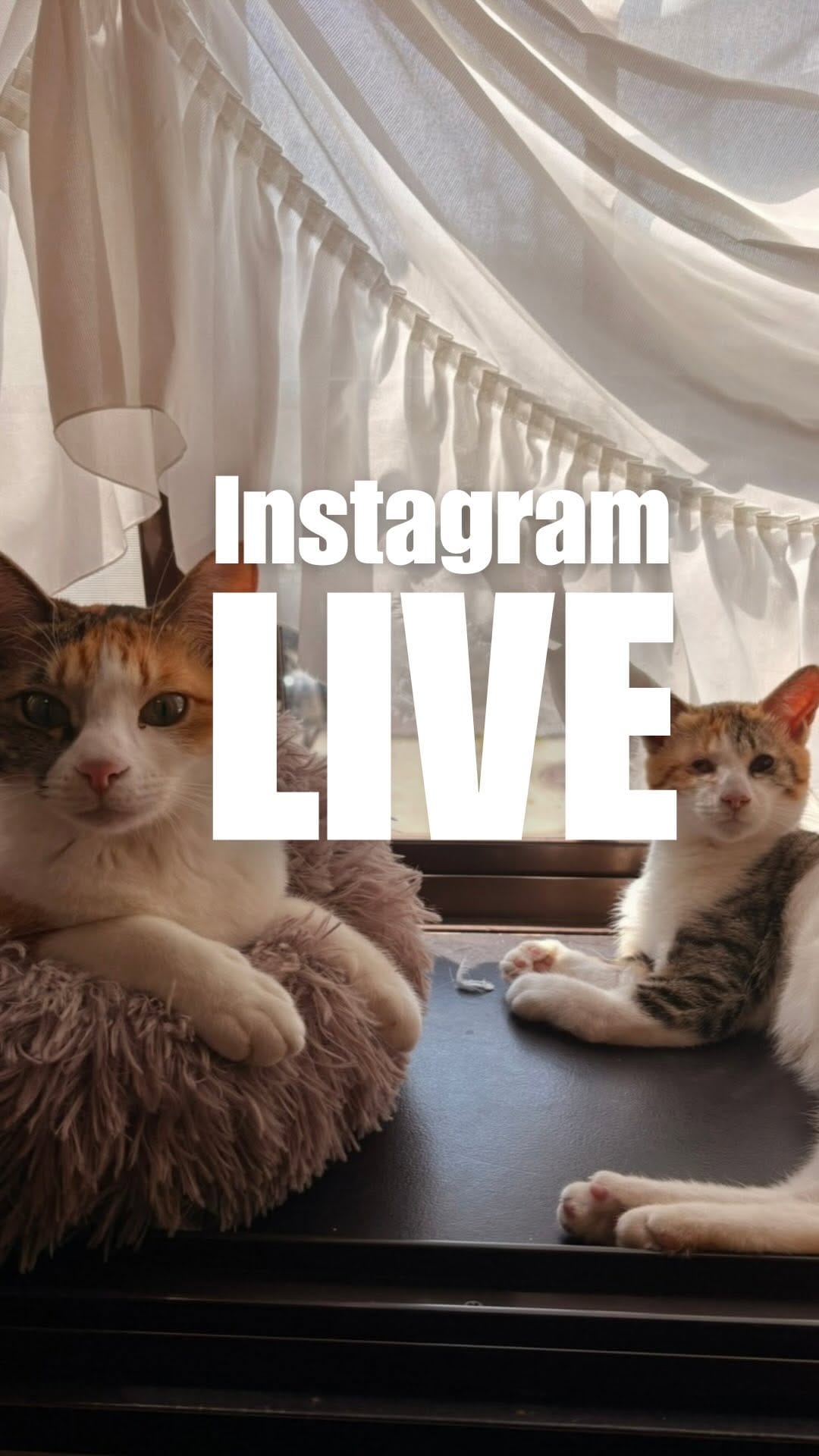 Post 5 by NPO法人フリースクールゆきレオ＆保護猫施設　ゆきレオ保育園 on Instagram (video)