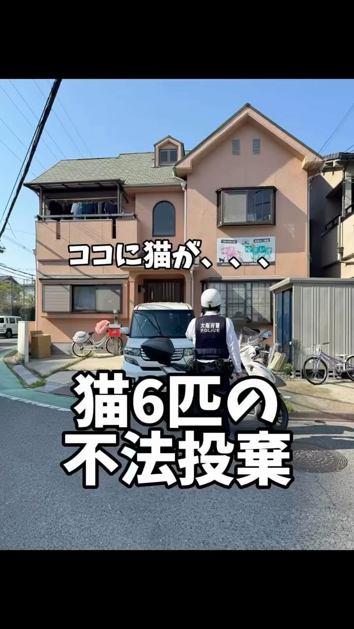 Post 10 by NPO法人フリースクールゆきレオ＆保護猫施設　ゆきレオ保育園 on Instagram (video)