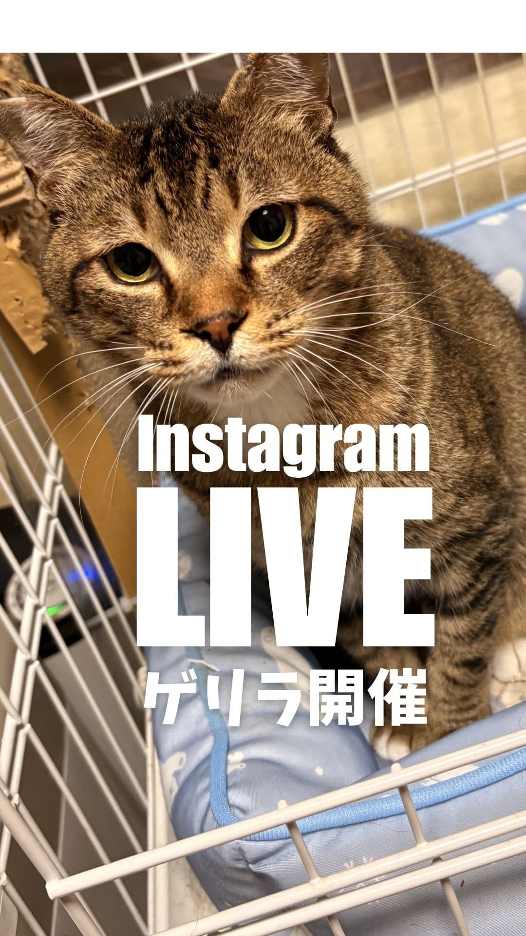 Post 3 by NPO法人フリースクールゆきレオ＆保護猫施設　ゆきレオ保育園 on Instagram (video)