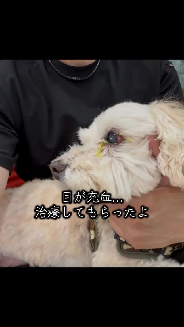Post 3 by 宇治川大介（こてつパパ） on Instagram (video)
