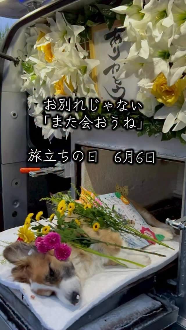 Post 5 by 宇治川大介（こてつパパ） on Instagram (video)