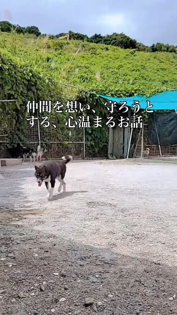 Post 1 by 宇治川大介（こてつパパ） on Instagram (video)