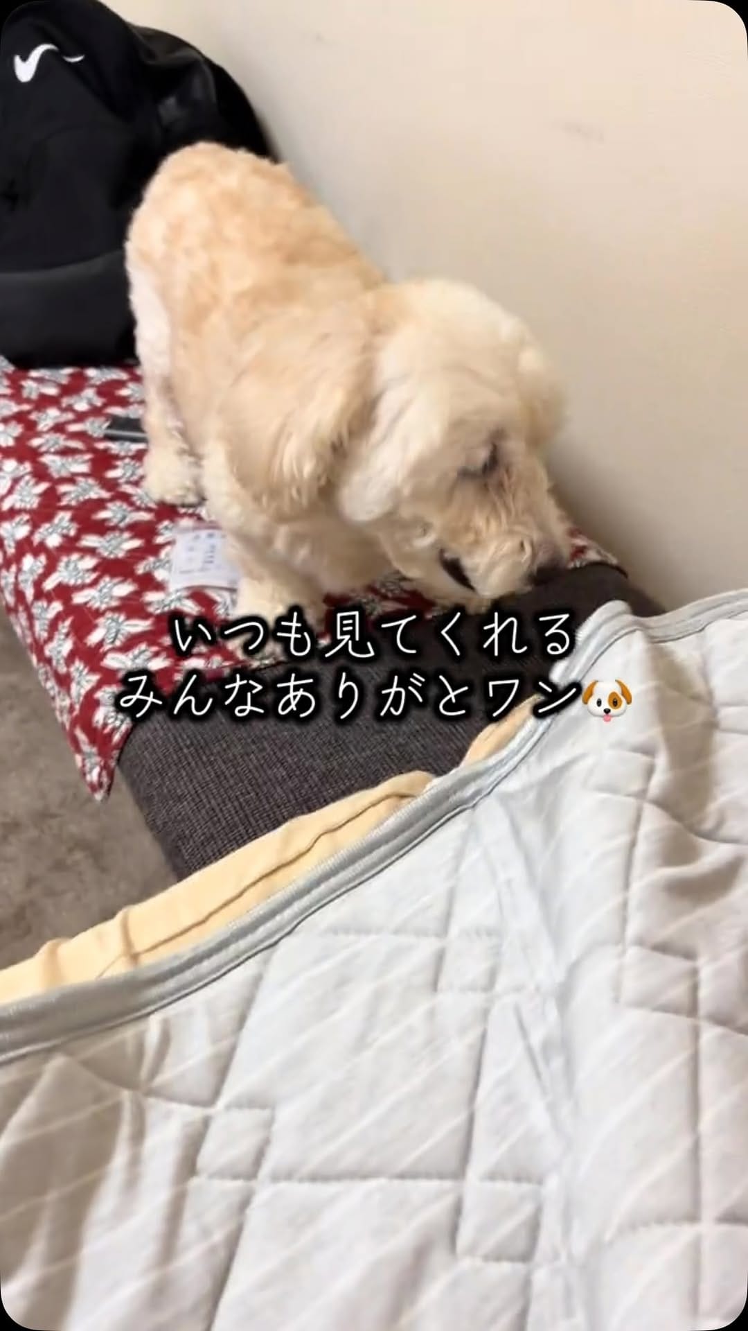 Post 2 by 宇治川大介（こてつパパ） on Instagram (video)